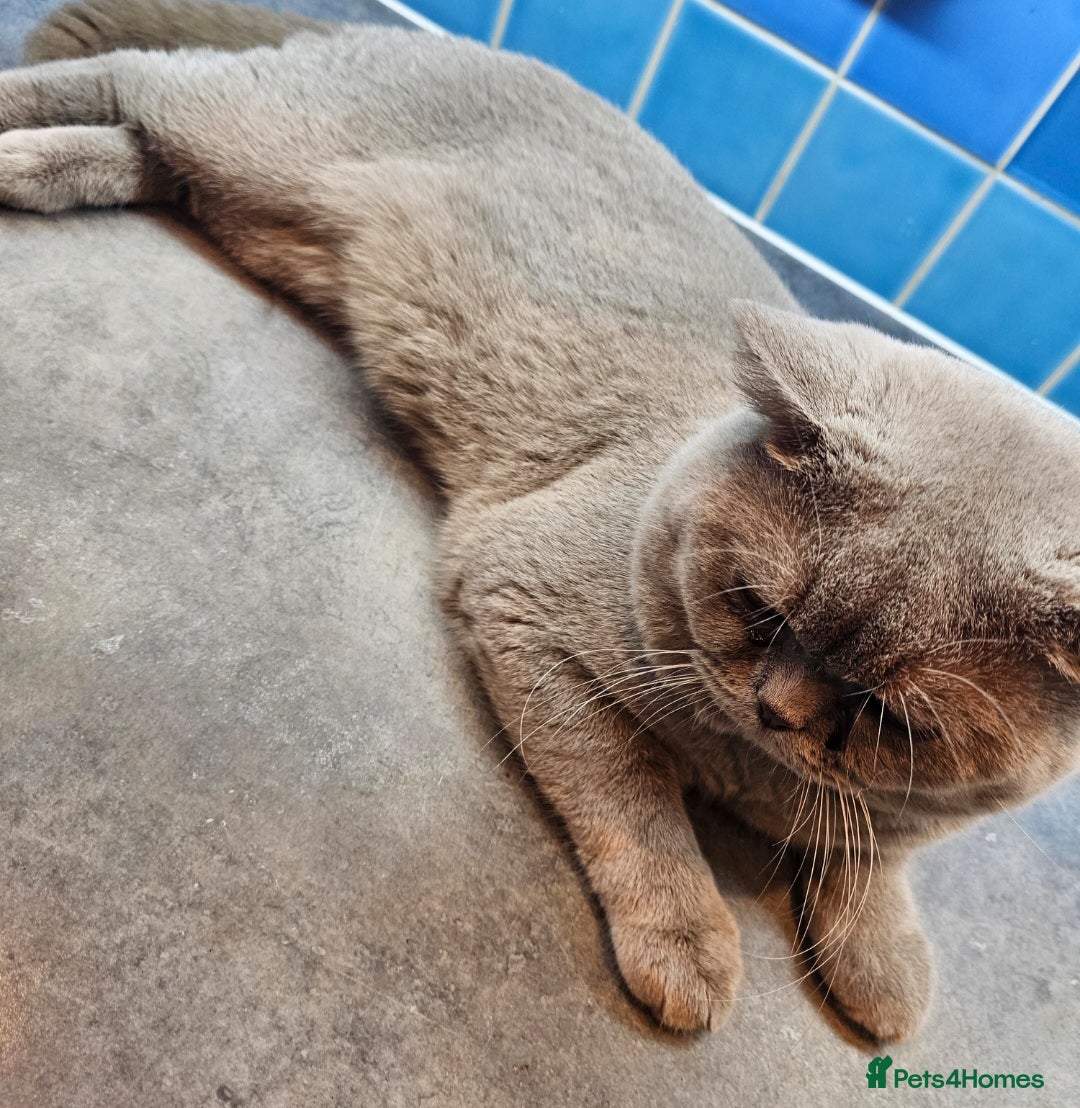 British Shorthair cats for stud: Lilac Stud GCCF Active - Image 8