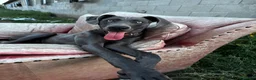 Great Dane dogs for sale: 5 Great Dane puppies for sale in Thetford - Advert 14