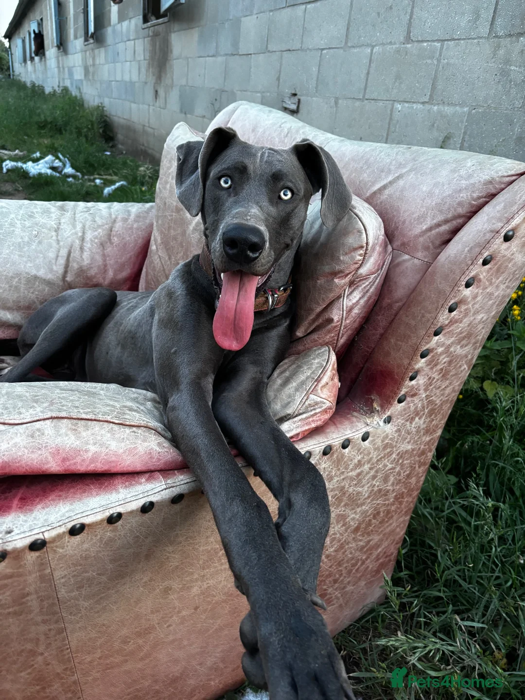 Great Dane dogs for sale: 5 Great Dane puppies for sale in Thetford - Advert 14