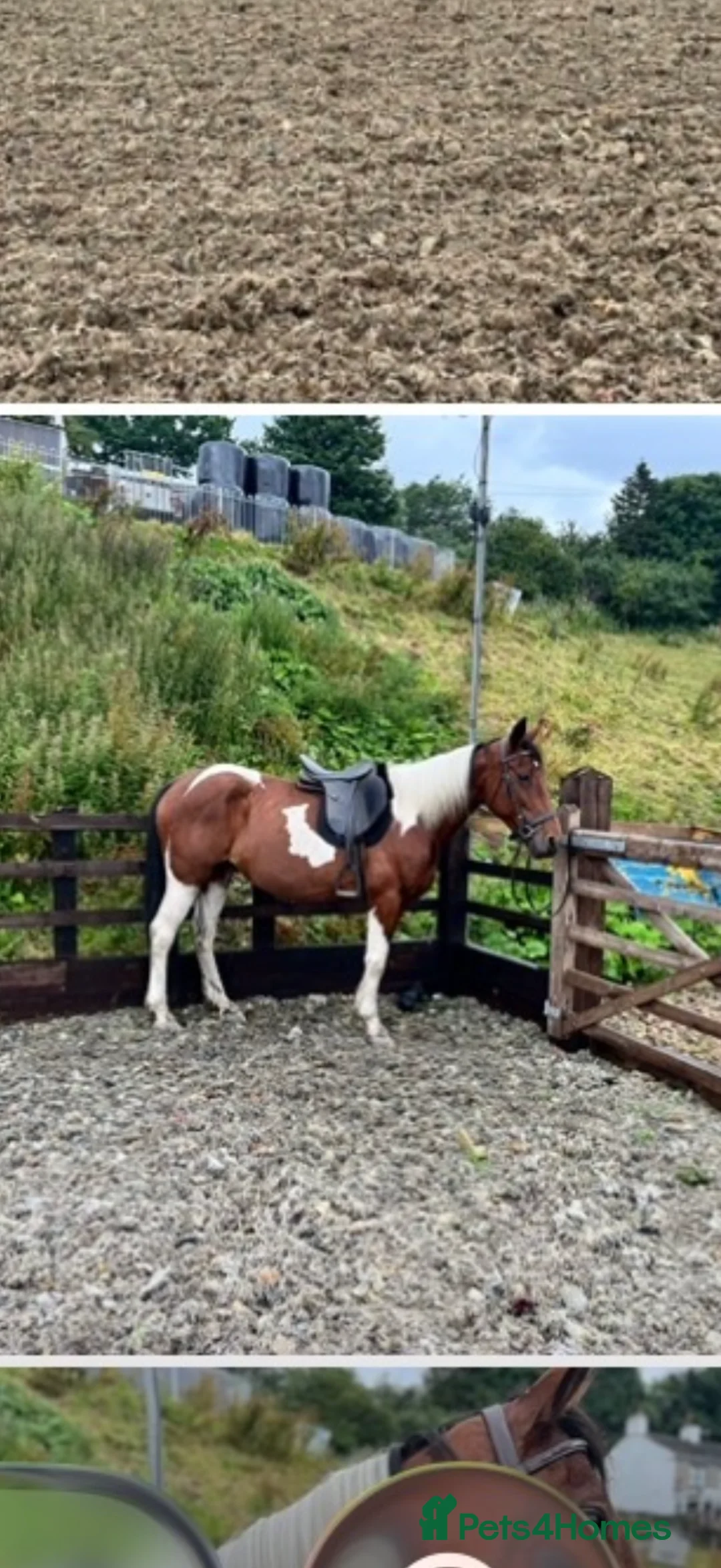 Irish Cob horses for sale: Beautiful mare chaps equine passport  - Advert 5