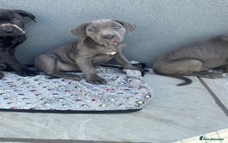 Cane Corso dogs for sale: Cane corso pups  - Image 7
