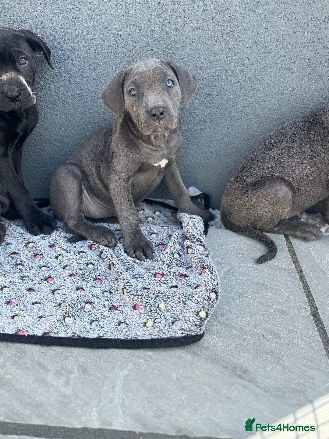Cane Corso dogs for sale: Cane corso pups  - Image 7
