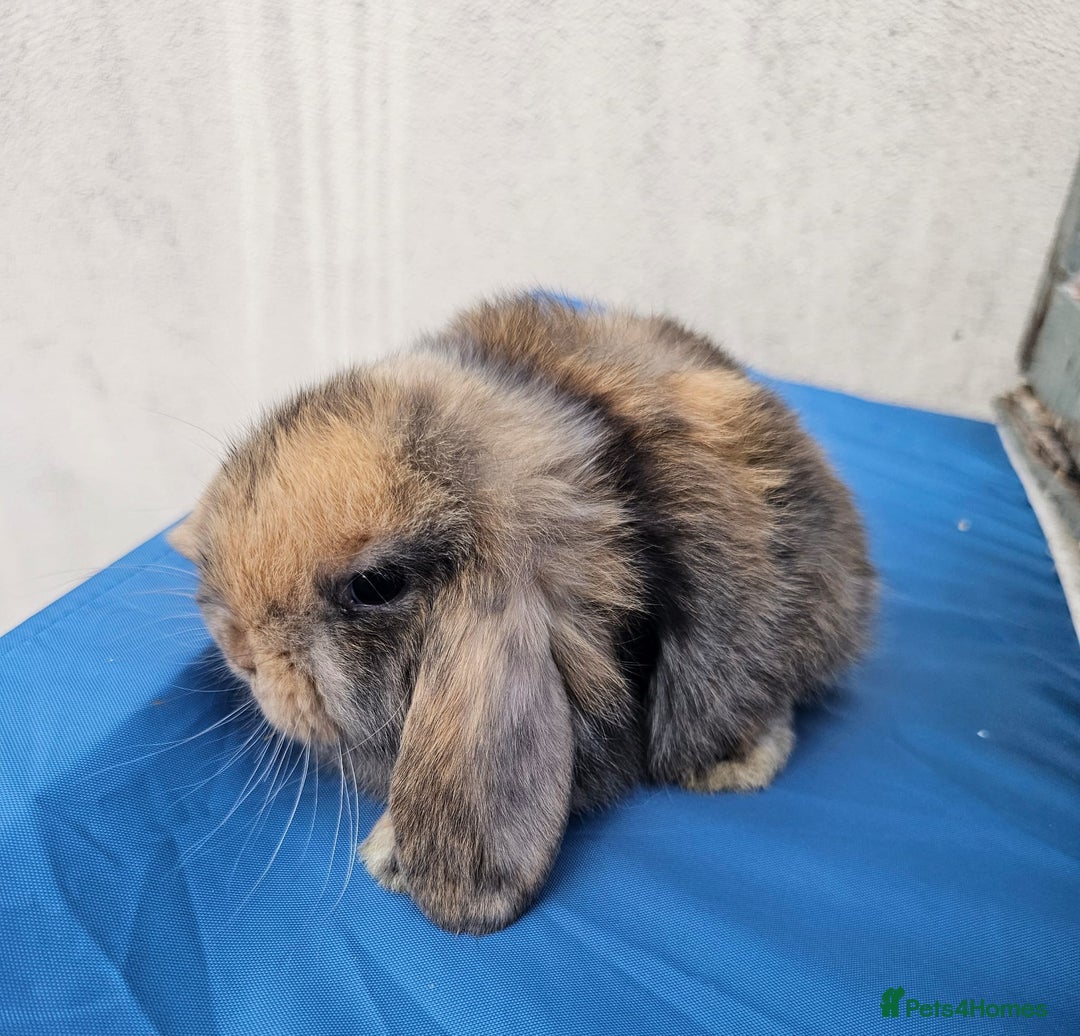 Mini Lop rabbits for sale: Purebred Minilops Available To Reserve - Image 9
