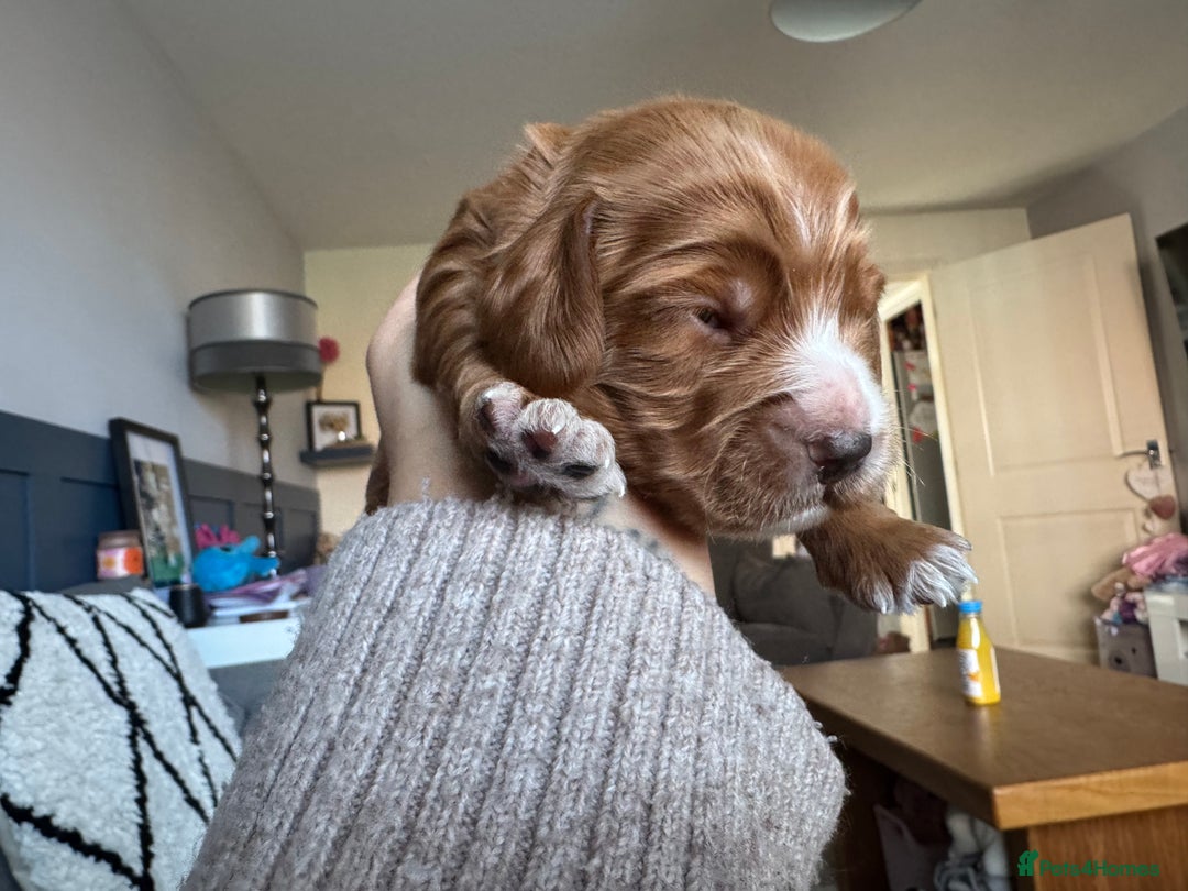 Cockapoo dogs for sale: Gorgeous F2B Cockapoo puppies  - Image 25