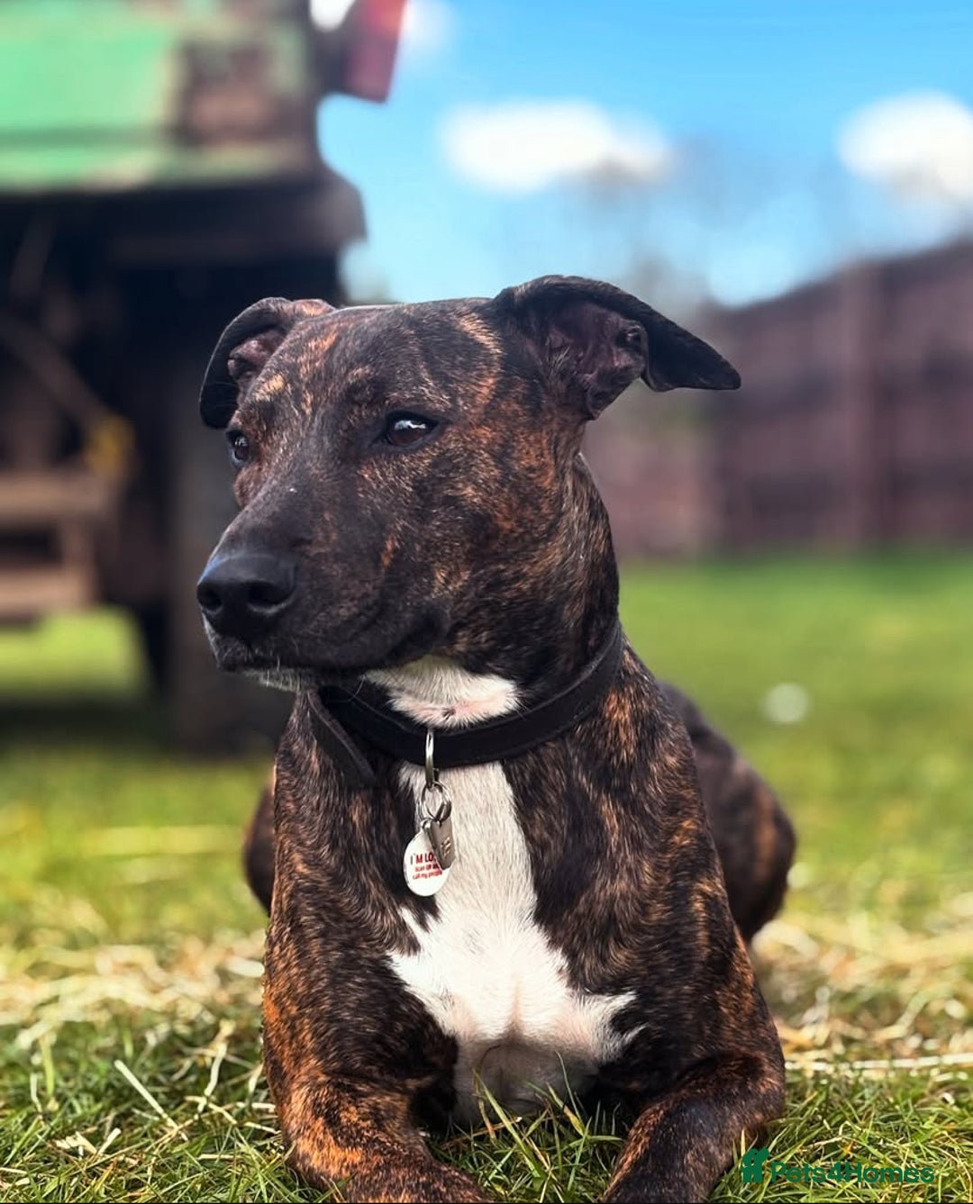 Staffordshire Bull Terrier dogs for stud: Quality STUD carries blue, red and tri gene  - Advert 25