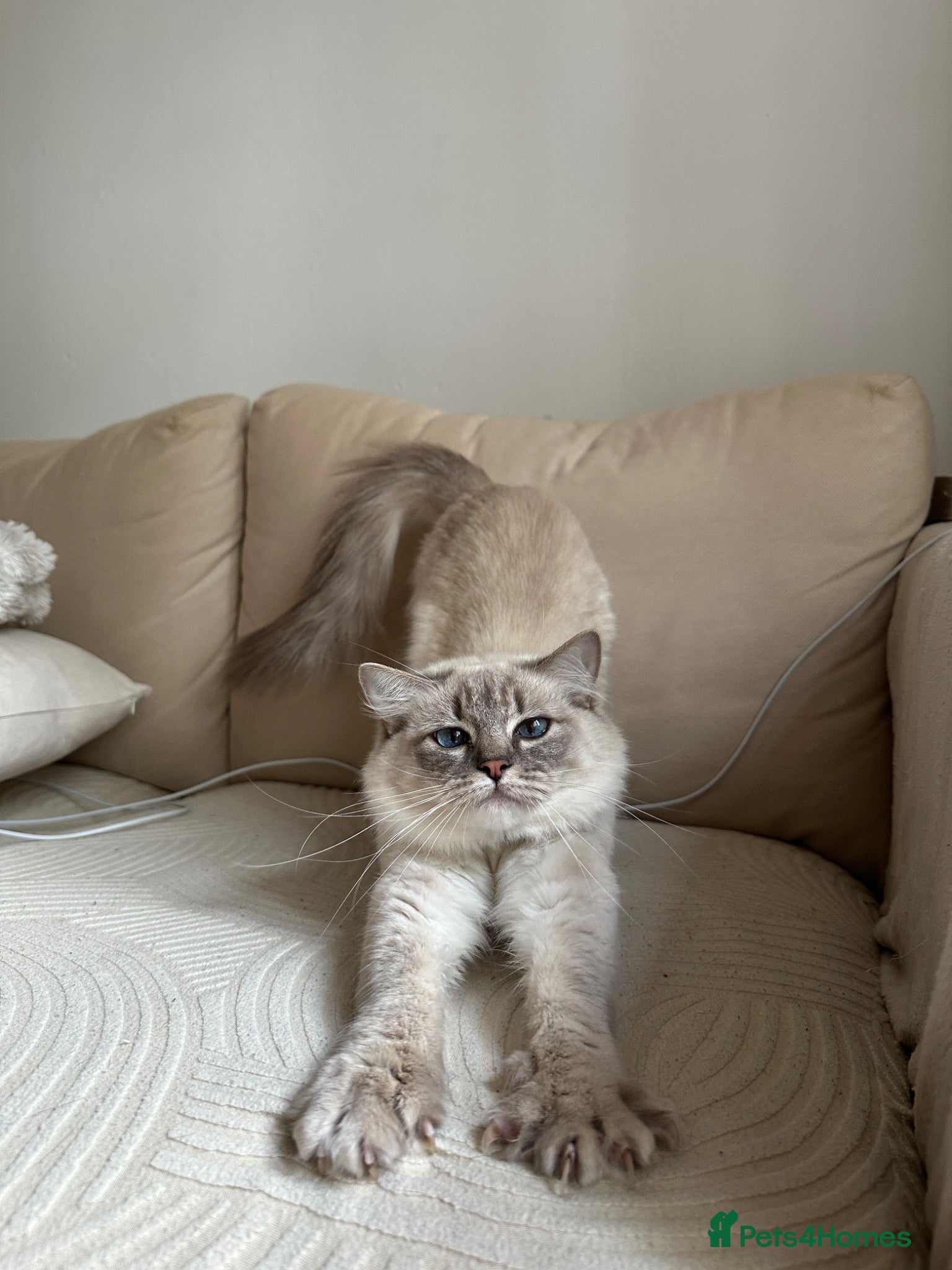 Ragdoll cats Gorgeous ragdoll - Advert 14