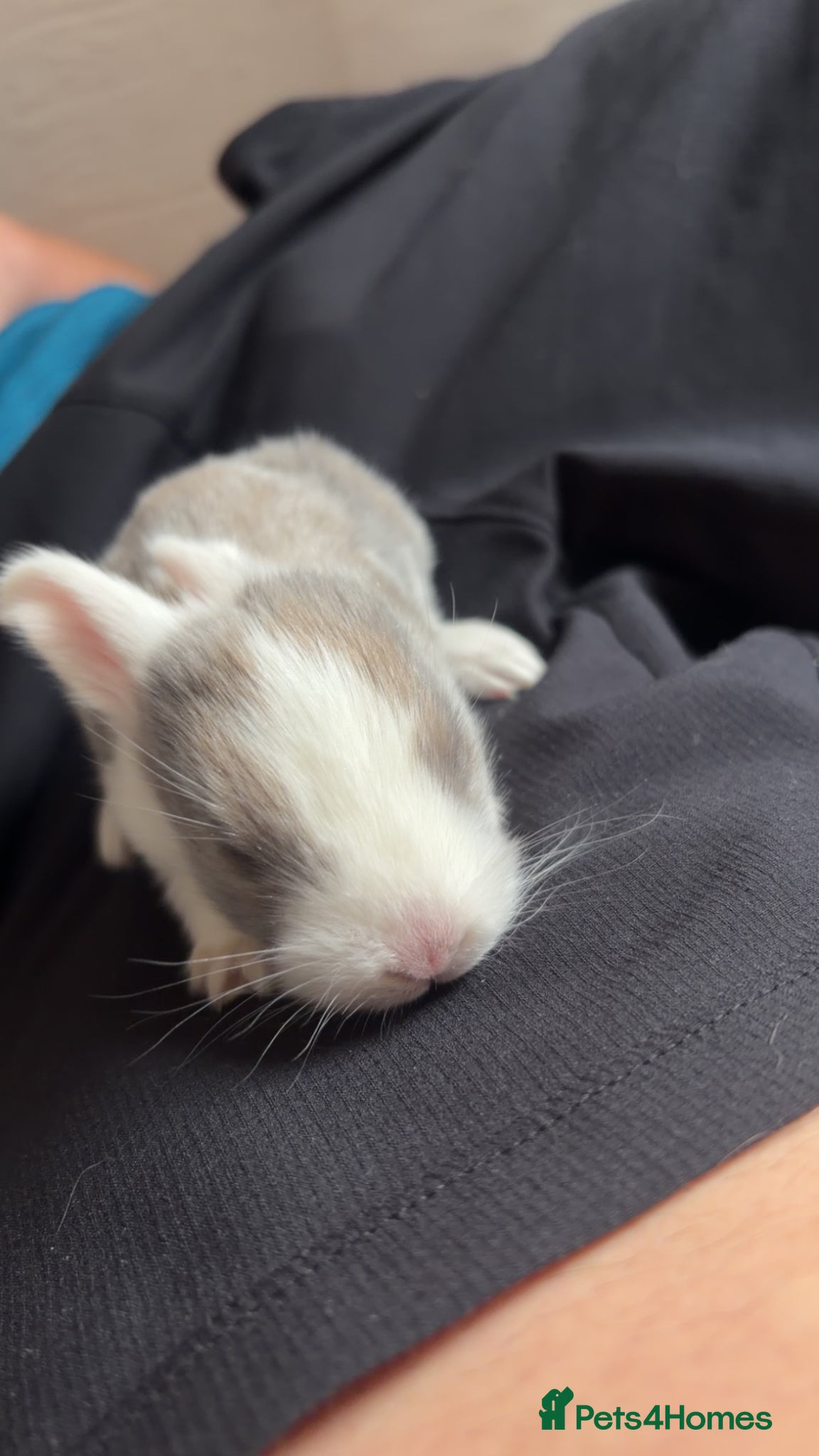 English Lop rabbits for sale: Message for more information  in Doncaster - Advert 4