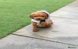 Toy Poodle dogs for stud: Toy Poodle For Stud - Image 5