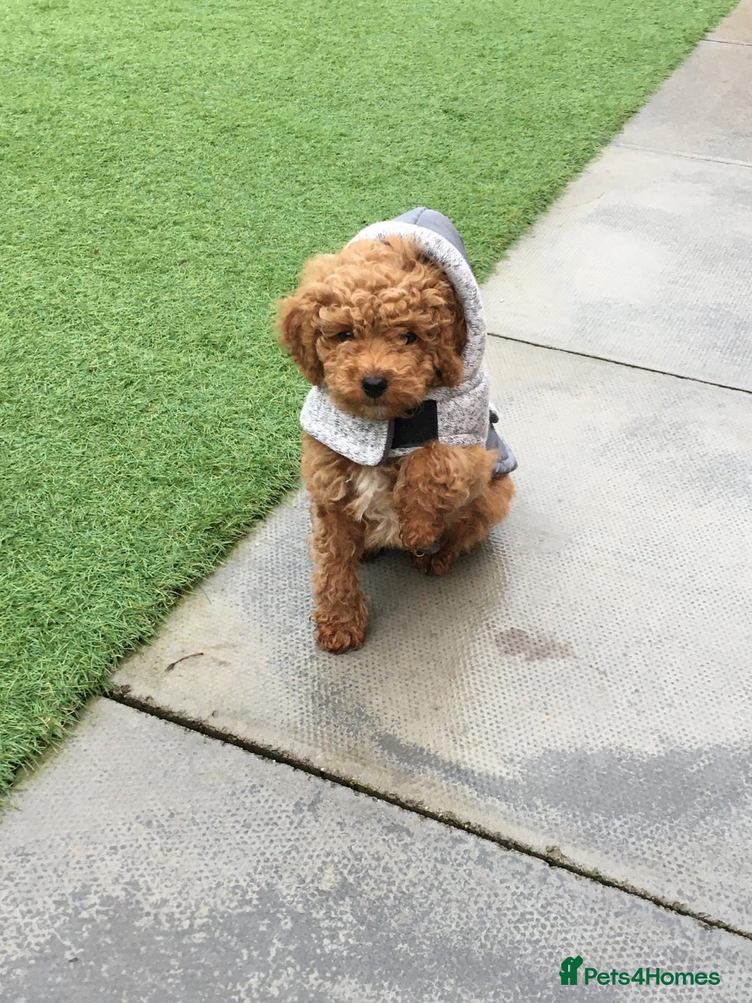 Toy Poodle dogs for stud: Toy Poodle For Stud - Image 5