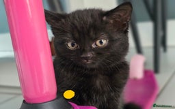 Mixed Breed cats for sale: Black kittens for sale  - Image 12