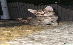Domestic Shorthair cats for sale: Adorable tabby/bengal kittens to a good home - Image 1