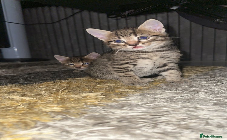 Domestic Shorthair cats - Advert 8