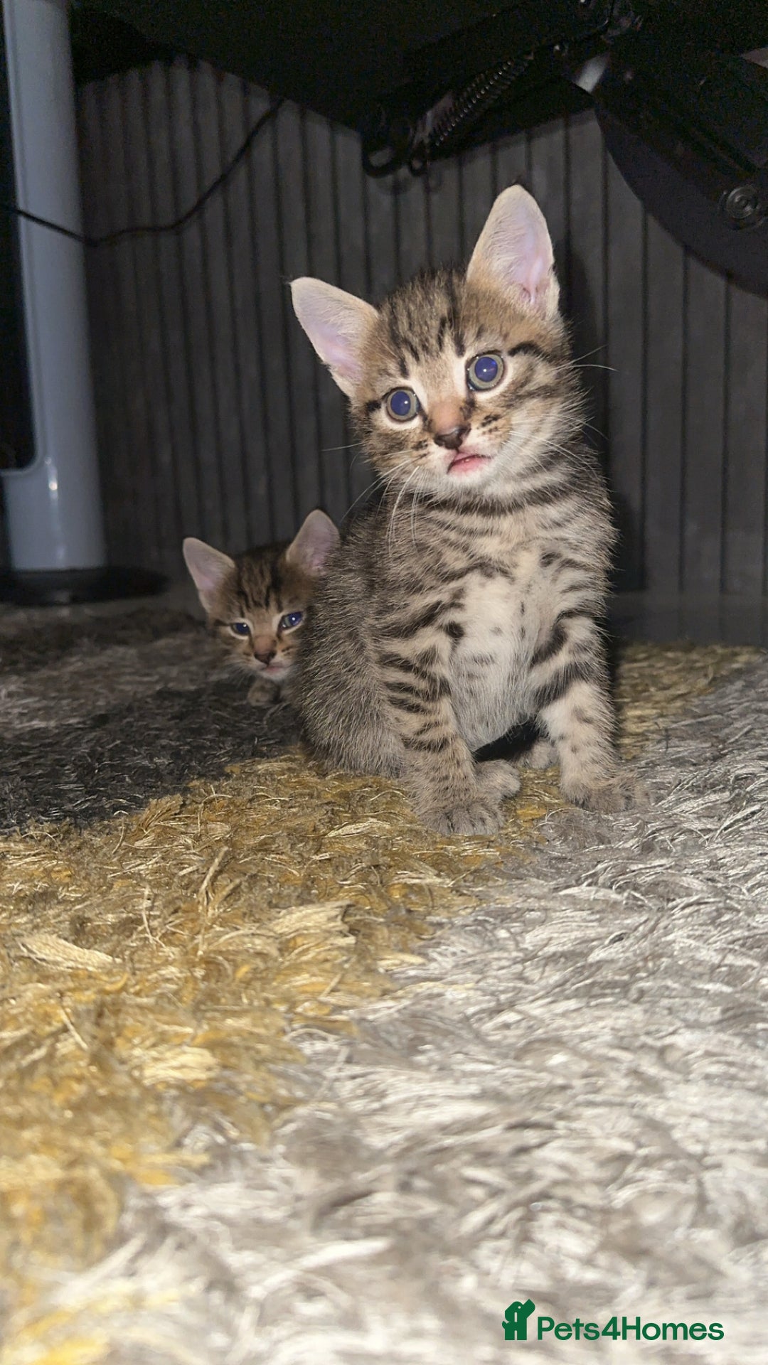 Domestic Shorthair cats for sale: Adorable tabby/bengal kittens to a good home - Image 1