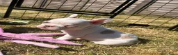 French Bulldog dogs for sale: 🐾 5⭐ DWKC Registered Puppies 🐾 - Advert 14