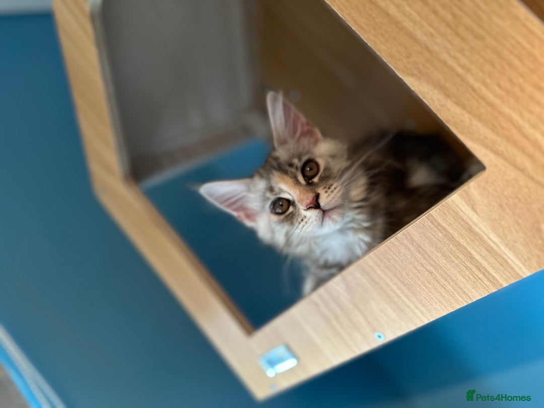 Maine Coon cats for sale: GCCF Registered Maine Coon Kittens *2 left* - Image 5