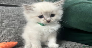 Siberian cats - Advert 2