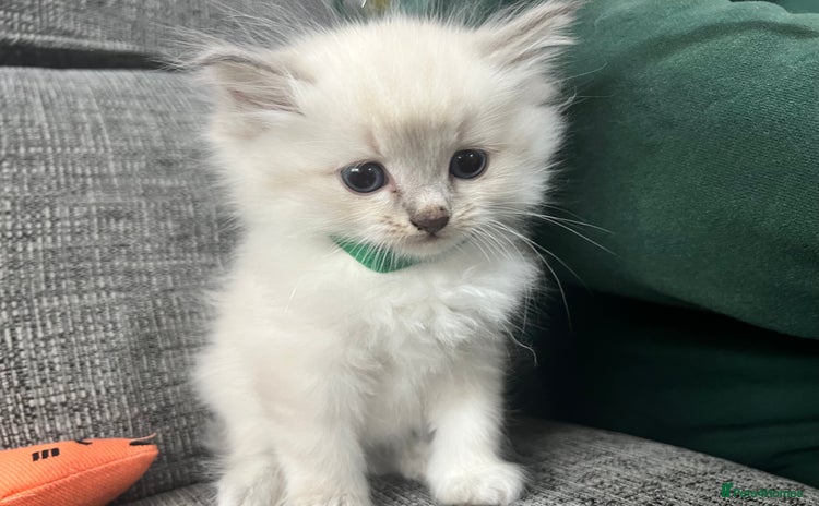 Siberian cats - Advert 4
