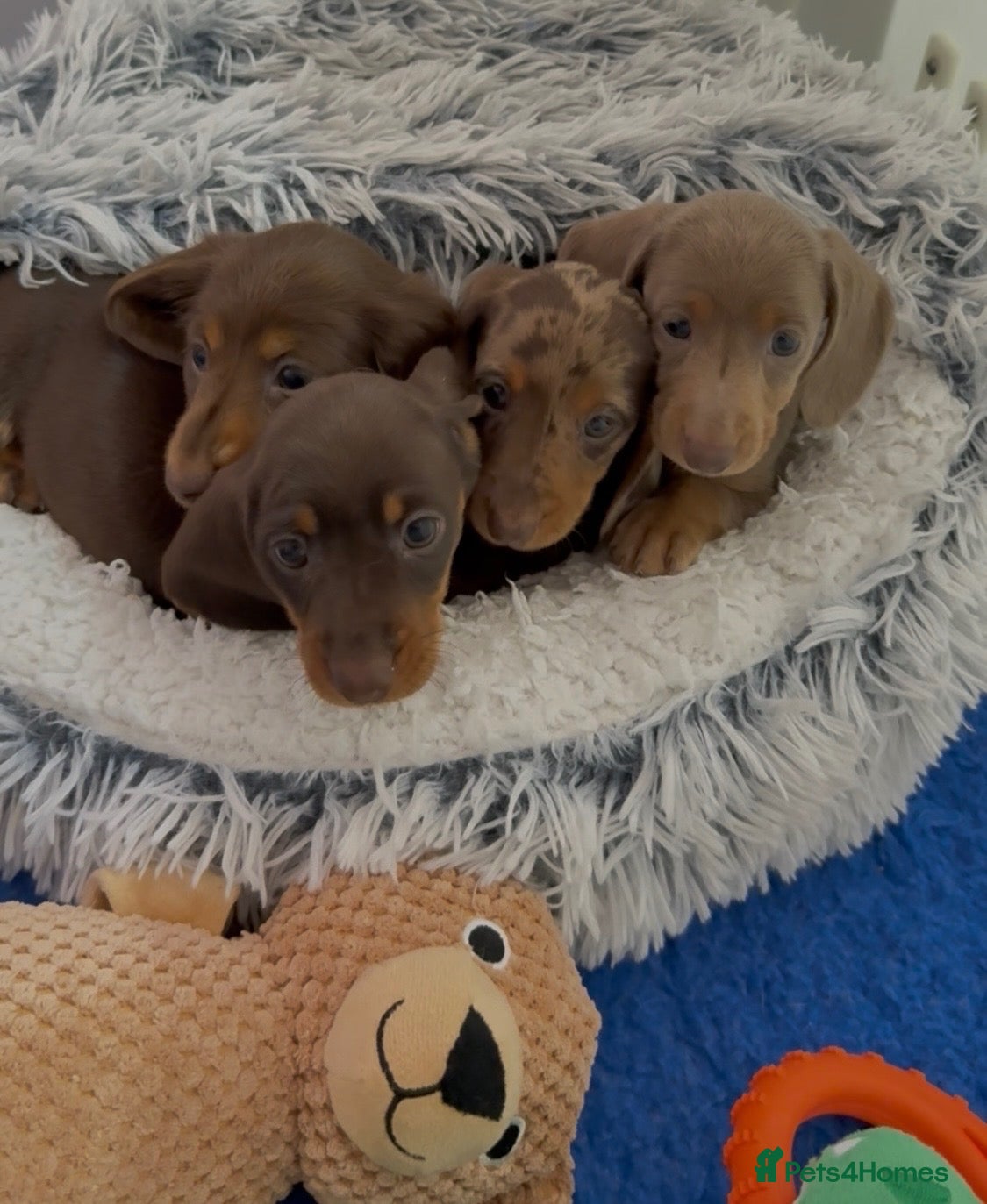 Miniature Dachshund dogs long & short hair miniture Daxi puppy’s 4 girls 💕 - Advert 2
