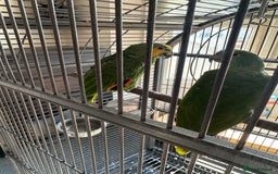 Parrots birds for sale: Amazon parrot - Image 3