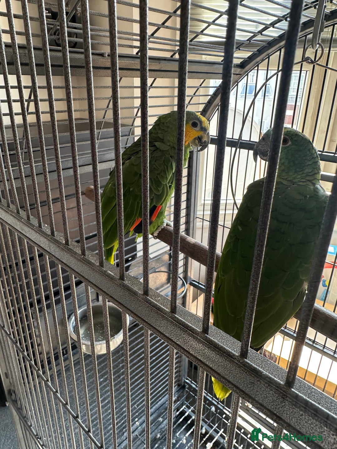 Parrots birds for sale: Amazon parrot - Image 3