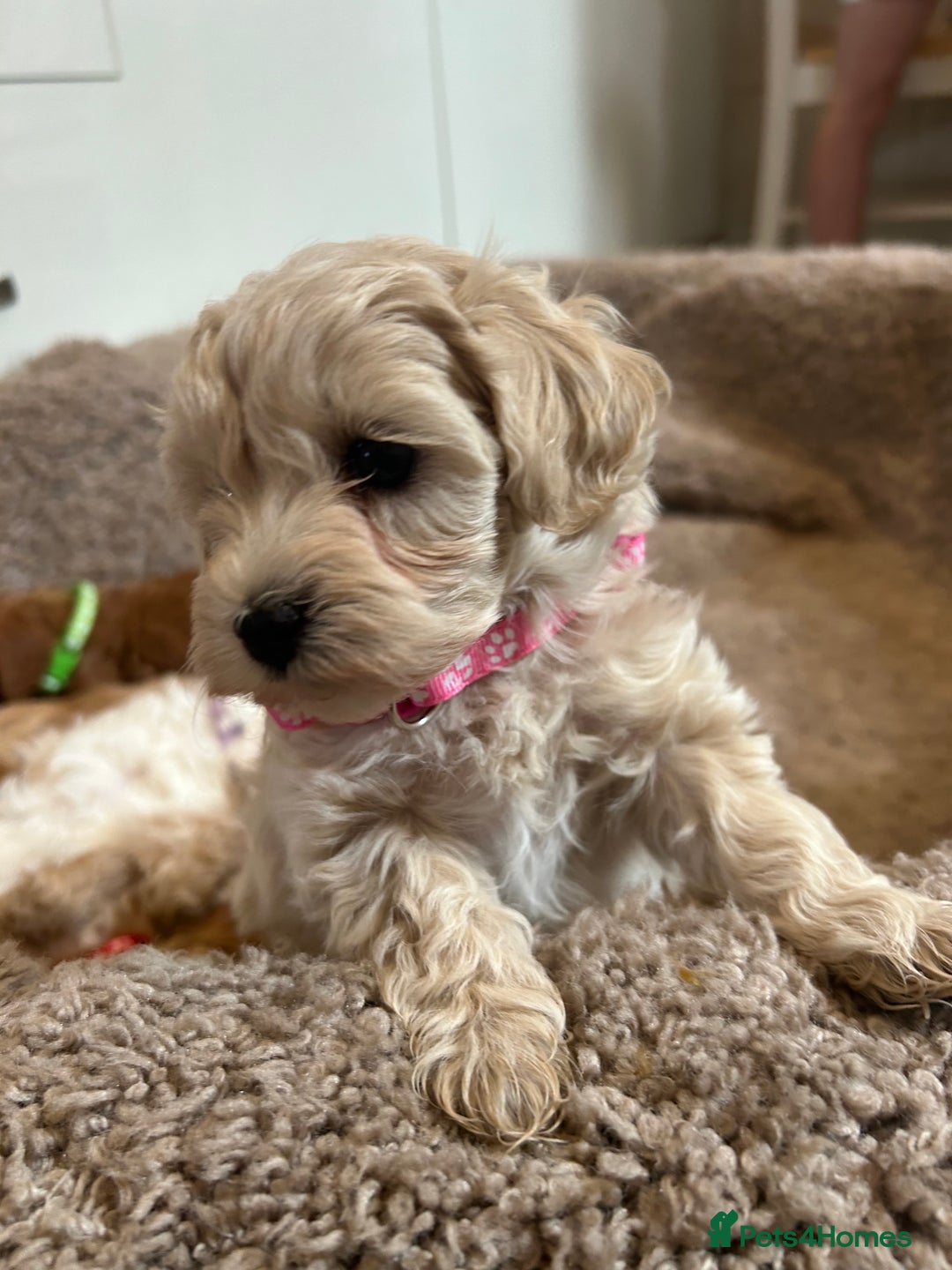 Maltipoo dogs for sale: Stunning Maltipoos wanting forever homes  - Image 9