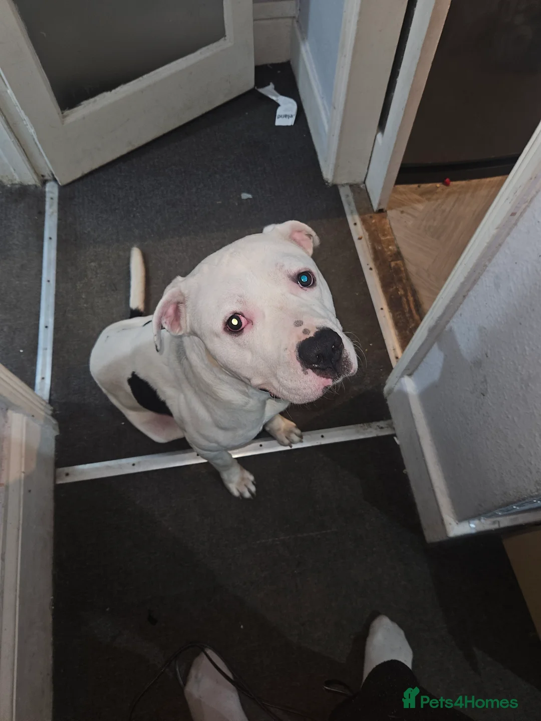 Mixed Breed dogs for sale: Brucey - Advert 2