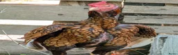 Chickens poultry for sale: Aseel Pair for Sale  - Advert 2