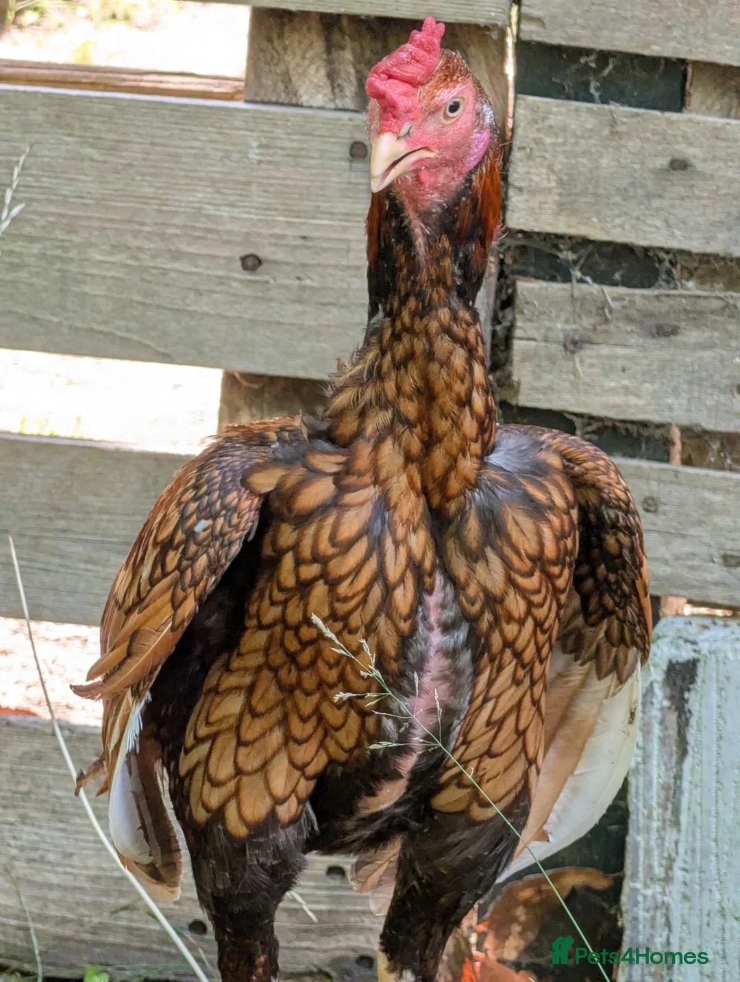 Chickens poultry for sale: Aseel Pair for Sale  - Advert 2