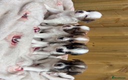 Mixed Breed dogs for sale: Jack Russell cross Shih Tzu puppies for sale  - Image 1