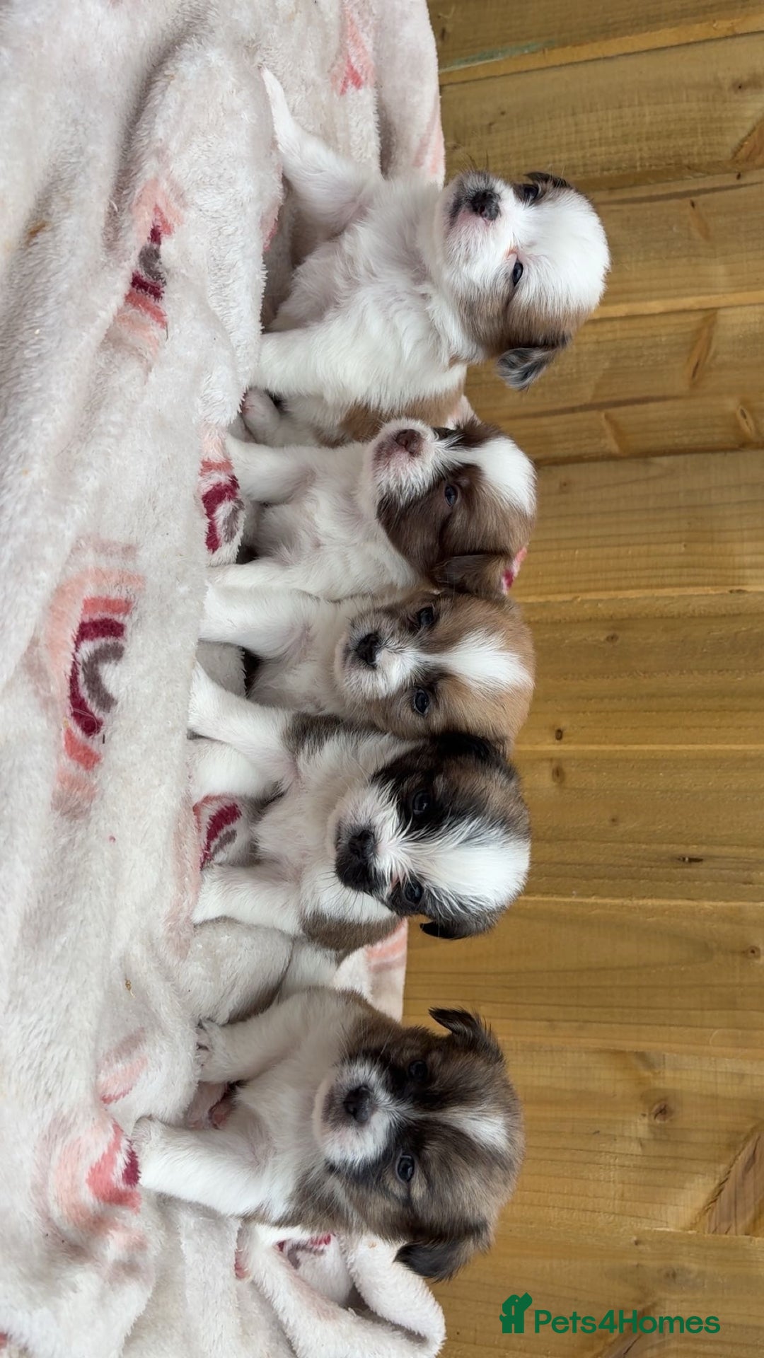 Mixed Breed dogs for sale: Jack Russell cross Shih Tzu puppies for sale  - Image 1