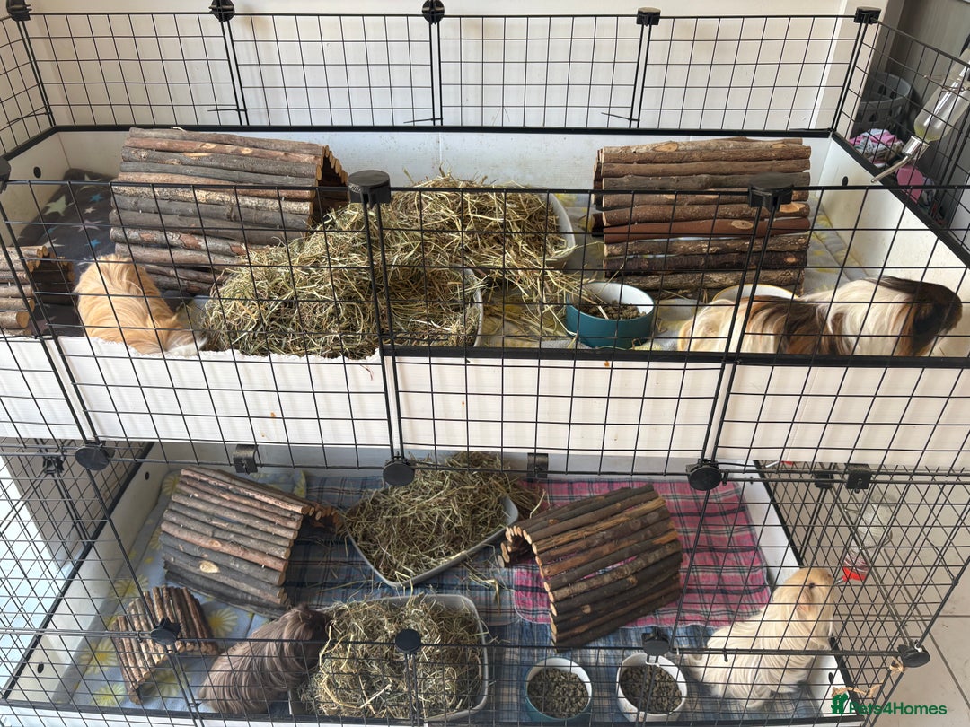 Guinea Pig rodents for sale: Male Guinea Pigs - Image 4