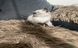 Ragdoll cats for sale: Only 2 left Beautiful ragdoll kittens🌹😊 - Image 8