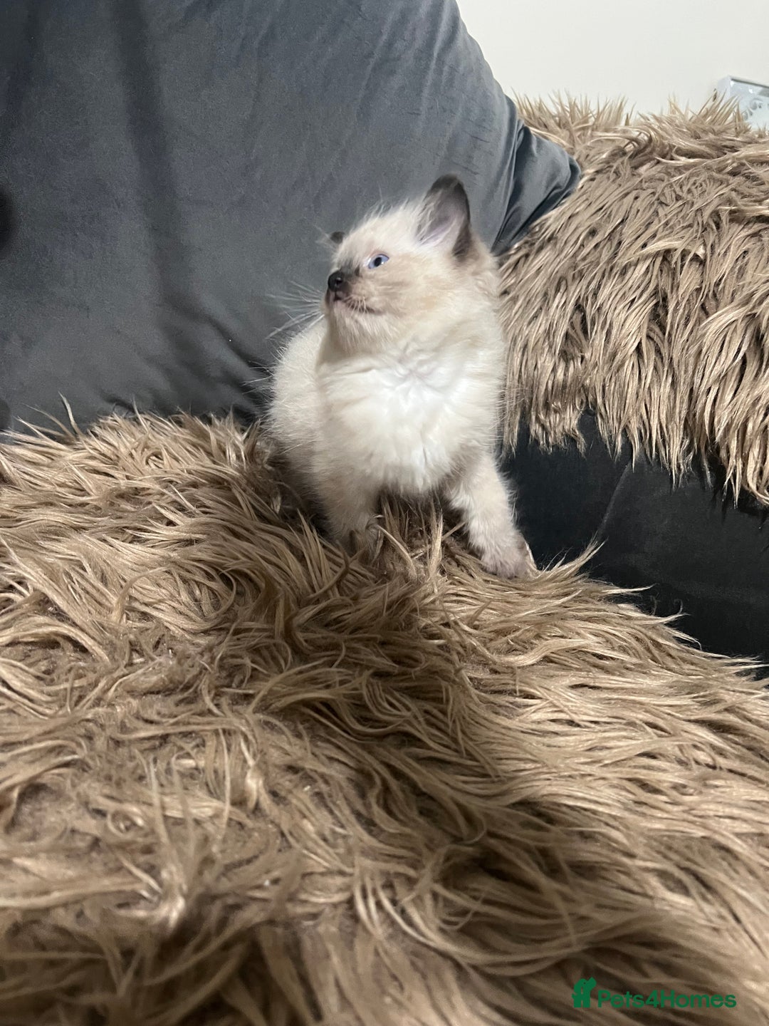 Ragdoll cats for sale: Only 2 left Beautiful ragdoll kittens🌹😊 - Image 8