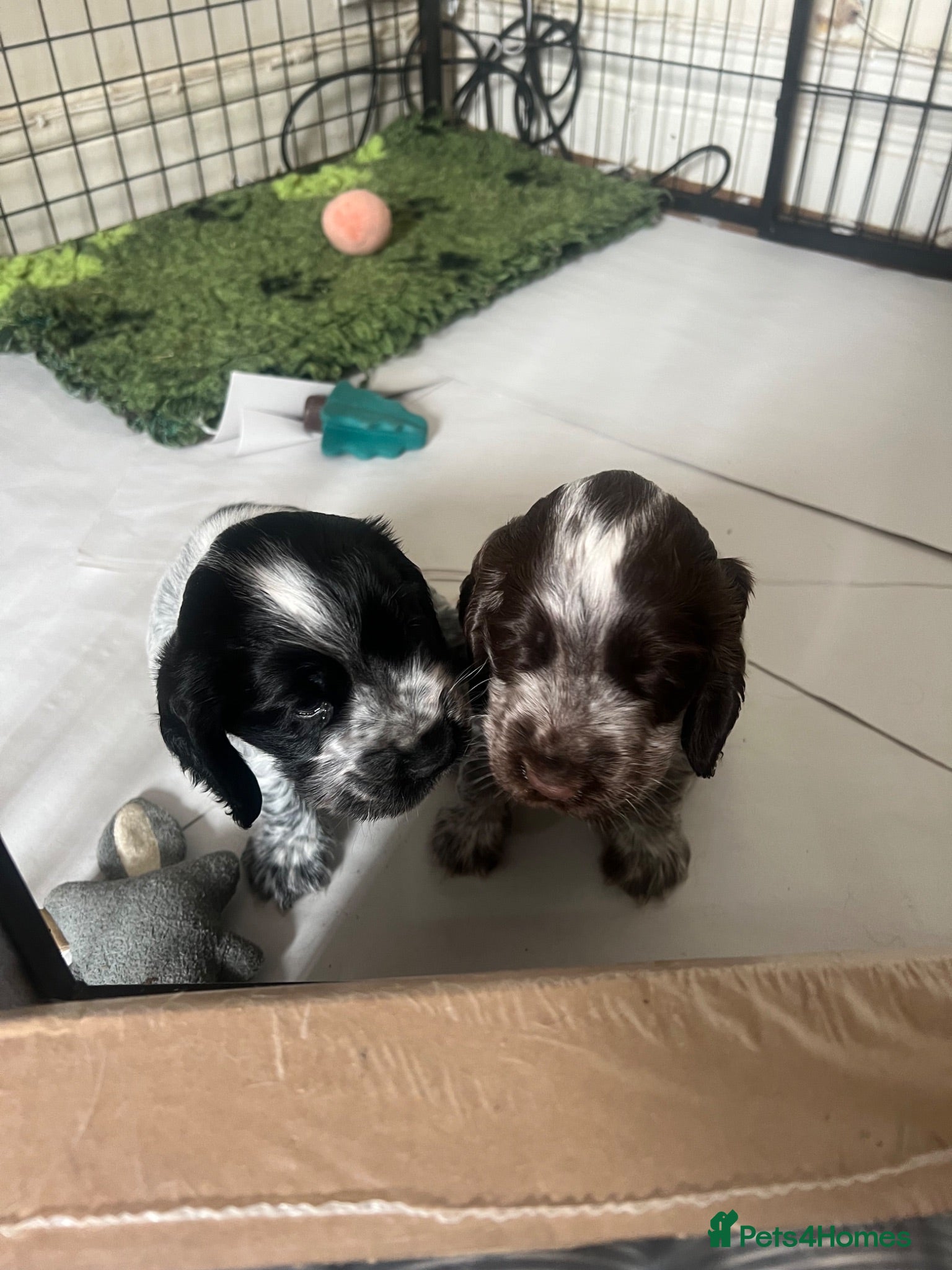 Cocker Spaniel dogs Beautiful show cocker spaniel pups   - Advert 1