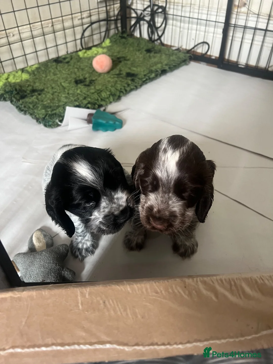 Cocker Spaniel dogs for sale: Beautiful show cocker spaniel pups   - Advert 1
