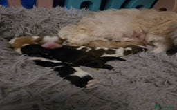 Shih Tzu dogs for sale: Stunning  shihtzus  puppies  4 girls 1 boy - Advert 4