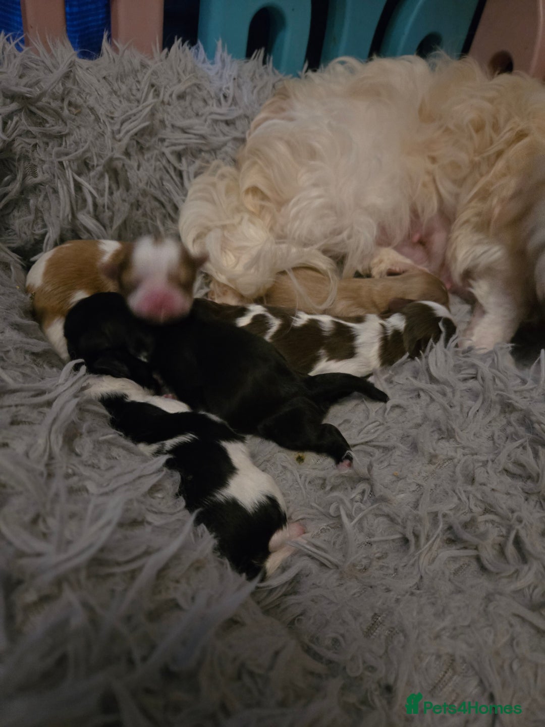 Shih Tzu dogs for sale: Stunning  shihtzus  puppies  4 girls 1 boy - Advert 4