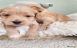 Maltipoo dogs for sale: F1 malticavapoos  - Image 4