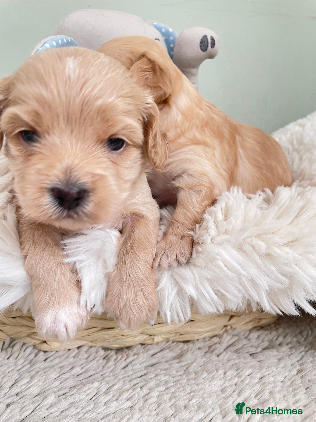 Maltipoo dogs for sale: F1 malticavapoos  - Image 4