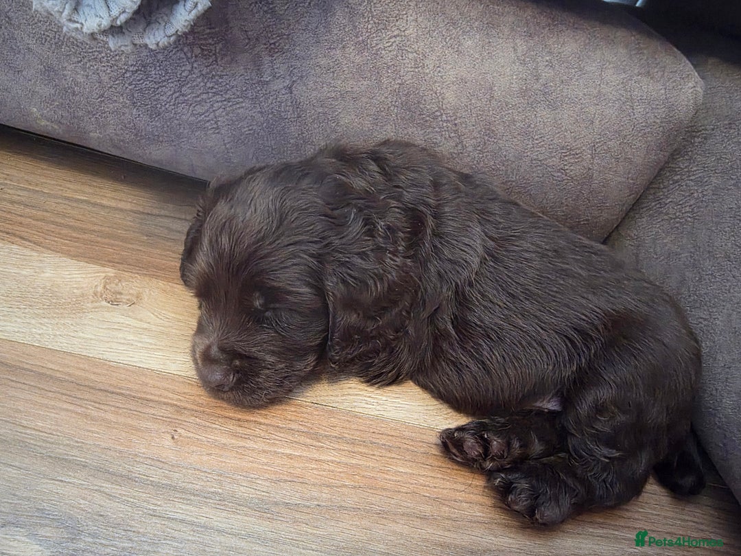 Cocker Spaniel dogs for sale: Ready now🐶X1 boy left🐶working cocker spaniel - Image 19