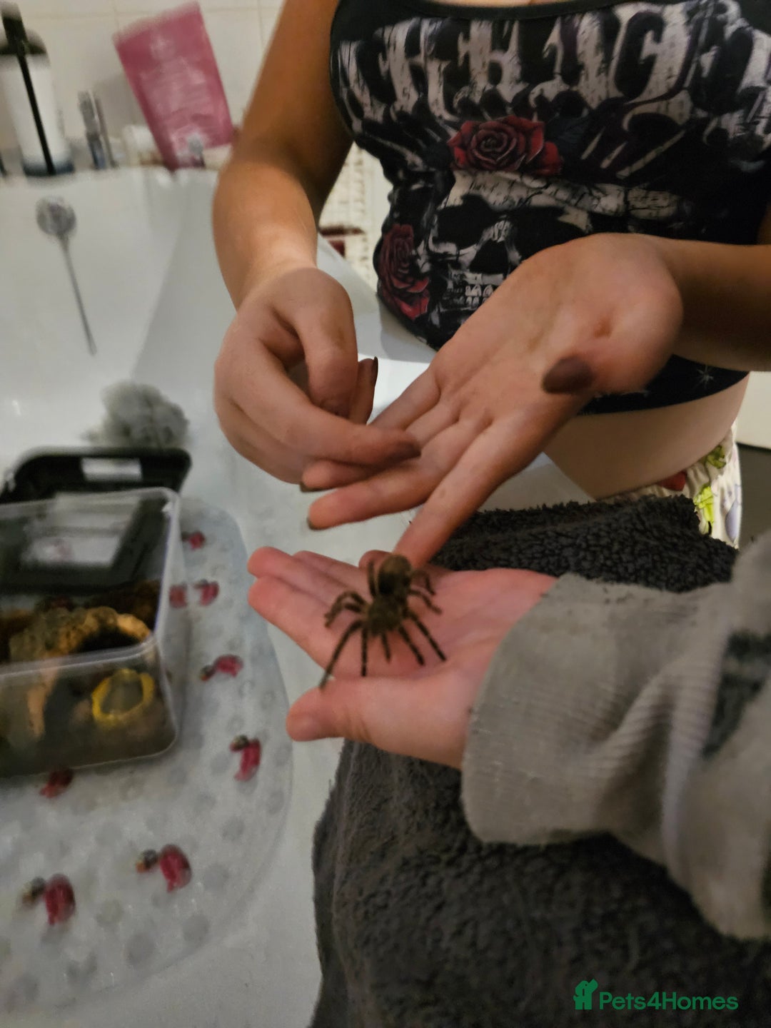 Tarantulas invertebrates for sale: Grammostola pulchripes with set up  - Image 3