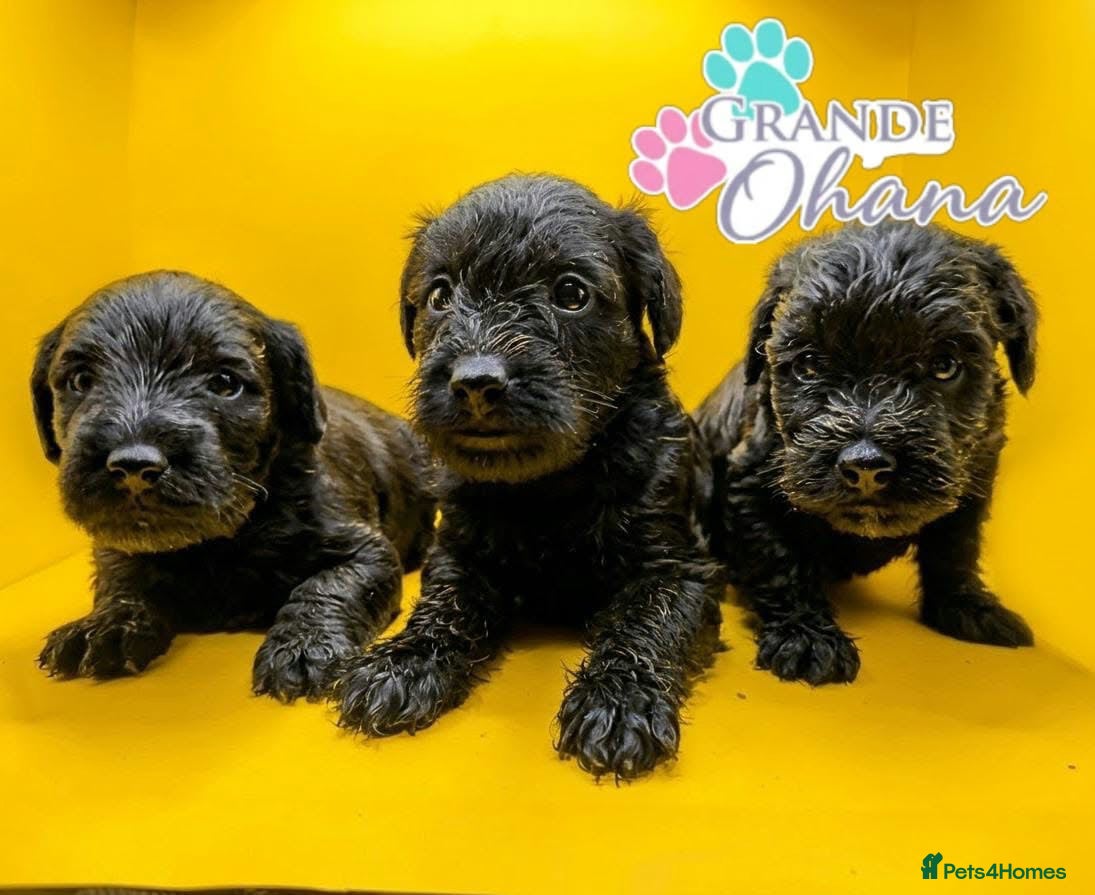 Schnoodle dogs for sale: First Puppy Sold 😍 - Advert 1