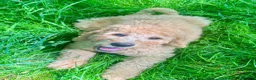 Labradoodle dogs for sale: Stunning F1 labradoodle  - Advert 5