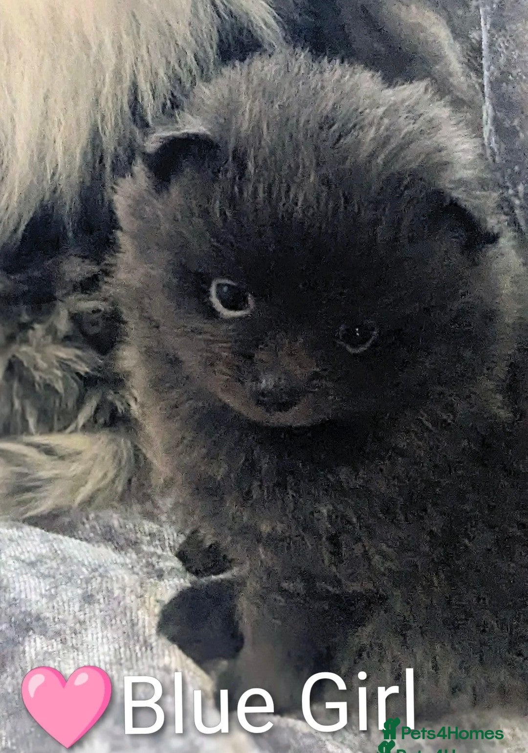 Pomeranian dogs for sale: Pomeranian Blue girl left!   - Advert 19