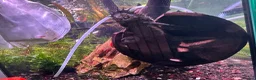 Shrimps fish for sale: Red cherry shrimp/ blue dream shrimp/ plecos - Advert 4