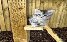 Maine Coon cats for sale: 🐾 Proven TICA  Maine Coon Queen – Black Smoke 🐾 - Image 17