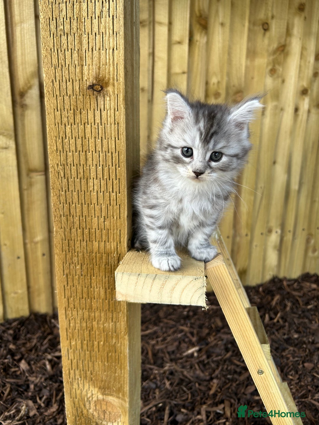 Maine Coon cats for sale: 🐾 Proven TICA  Maine Coon Queen – Black Smoke 🐾 - Image 17