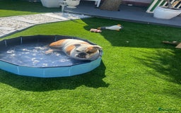 English Bulldog dogs for sale: Auroa - Advert 1