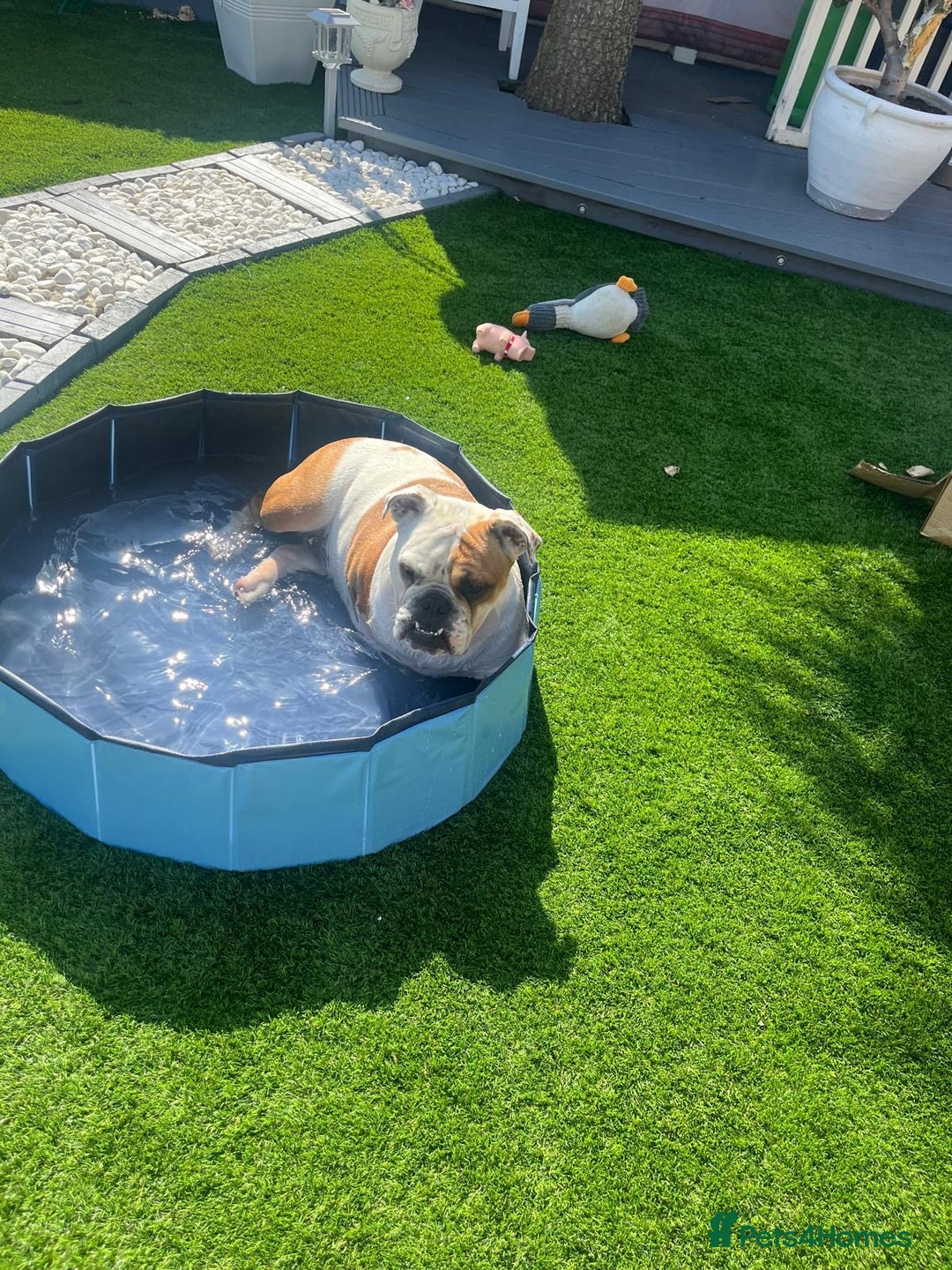 English Bulldog dogs for sale: Auroa - Advert 1