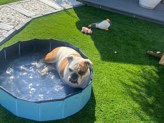 English Bulldog dogs for sale: Auroa - Advert 1